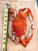 Fat Crabs Rib Company Corolla NC Restaurant photo
